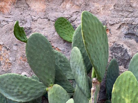 Foto de Cactus verde grande contra una pared de piedra. Plan medio - Imagen libre de derechos