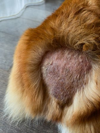 Foto de Eczema en perro, enfermedad de la piel. El área cerca de la cola está afeitada y se puede notar descamación y enrojecimiento de la piel. - Imagen libre de derechos