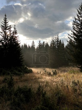 Foto de Abeto dramático y pinos bajo el sol de la mañana. borde del bosque en tiempo de congelación - Imagen libre de derechos