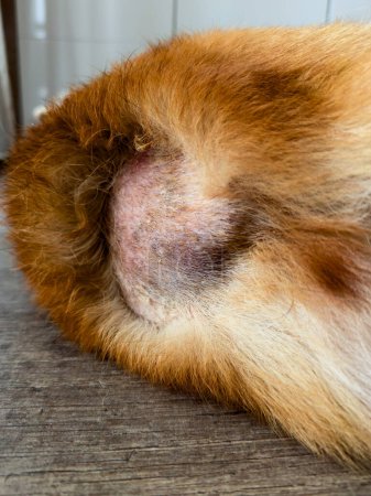 Foto de Enfermedad cutánea. Eccema en la piel de los perros. El área cerca de la cola está afeitada - Imagen libre de derechos