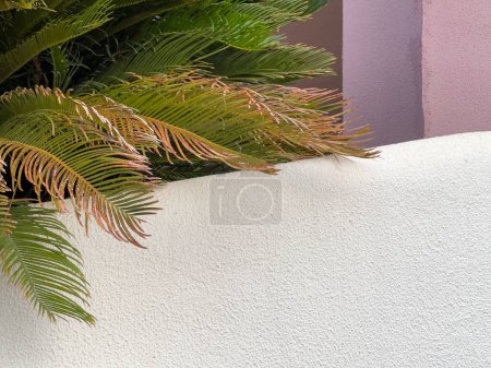 Paisaje del resort: cerca blanca y palmeras colgando de arriba.
