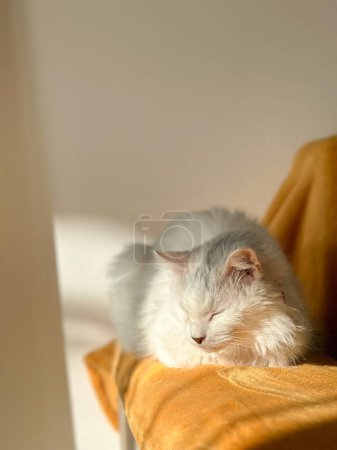 Foto de Gato blanco de lujo con cabeza gris entrecerrando los ojos al sol contra una pared de luz. - Imagen libre de derechos