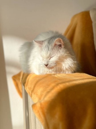 Foto de Gato blanco con hocicos naranjas y sol. Gato se sienta en el borde del sofá naranja - Imagen libre de derechos