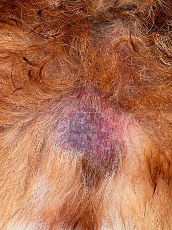 Foto de El eccema mojado en el perro. Piel pigmentada de color rojo y púrpura, enfermedades de la piel en animales de cerca - Imagen libre de derechos