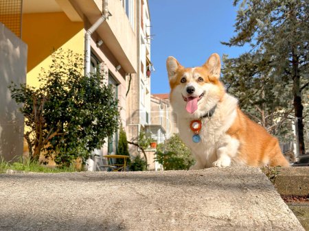 A cute red corgi puppy sits on the street. The dog looks away dreamily and sticks tongue out