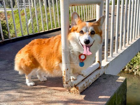 Adorable corgi peeks through the fence and looking at camera, tongue out