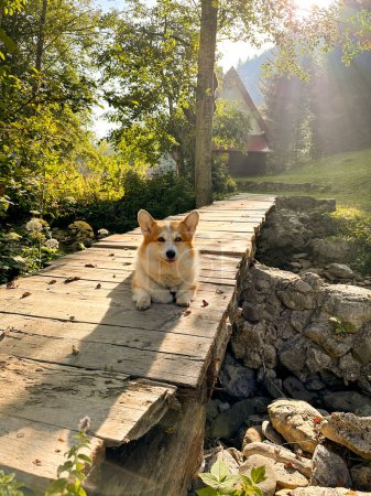 Cute corgi puppy resting on the bridge across the stream. On the background of the tree, the house and the painted rays of the sun, vertical photo