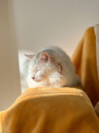 Foto de Adorable gato blanco dormitando al sol, cálido rayo de sol. - Imagen libre de derechos