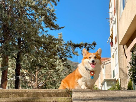Dog corgi sitting on the street, tongue is out. Sunny day. 
