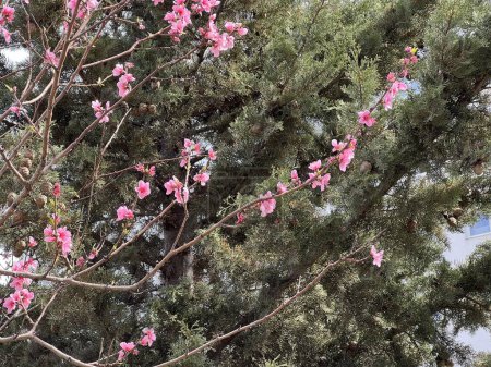 Foto de Delicado ramita de durazno con grandes flores de color rosa contra una planta de hoja perenne a principios de primavera. - Imagen libre de derechos