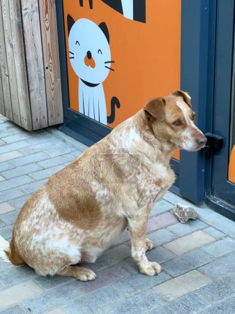 Foto de Un triste perro sin hogar se sienta en la puerta de una tienda y mira hacia otro lado. - Imagen libre de derechos