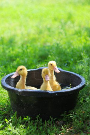 Photo for Close-up view of cute little yellow ducklings.swimming in bowl.ducks swim.Little chickens.Birds swim.Household.Agriculture.Home farm.Bird farm.Love for animals and care.Happy animals.Poultry farm.Beautiful photo of ducks in a bowl.Yellow ducklings - Royalty Free Image