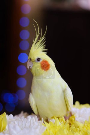 Photo for Beautiful photo of a bird.Ornithology.Funny parrot.Cockatiel parrot.Home pet yellow bird.Beautiful feathers.Love for animals.Cute cockatiel.Home pet parrot.A bird with a crest.Natural color.Birdie.beautiful bird.Pet care.pet portrait.creative photo - Royalty Free Image