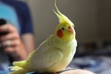 Photo for Yellow cockatiel parrot.Cute cockatiel.Home pet parrot.The best cockatiel.Beautiful photo of a bird.Ornithology.Funny parrot.Cockatiel parrot.Home pet yellow bird.Beautiful feathers.Love for animals.Home pet parrot.A bird with a crest.Natural color. - Royalty Free Image