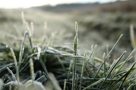 grass covered with frost in the snow.Macro photo of grass.Frozen grass.Dew on the grass.Nature.Macro photo.Sunlight.Photo with bokeh and blur.Wallpaper.Green grass in winter.Herb in ice.landscape in the alps.