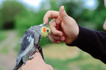 Photo for Petting a parrot.scratching a parrot.cockatiel in a harness for a walk.Bird training.Pet free range.Pet cockatiel.Bird sits on the hand.Exotic bird.Parrot walks in nature.Beautiful parrot.Pet care.Love for animals.pet care.smart bird. - Royalty Free Image