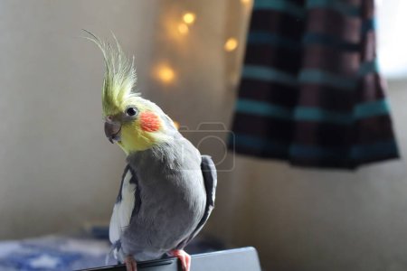Yellow cockatiel parrot.Cute cockatiel.Home pet parrot.The best cockatiel.Beautiful photo of a bird. Ornithology.Funny parrot.Cockatiel parrot.Home pet yellow bird.Beautiful feathers.Love for animals