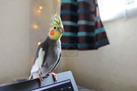 Beautiful photo of a bird.Funny parrot.Cockatiel parrot.Home pet yellow bird.Beautiful feathers.Cute cockatiel.Home pet parrot.A bird with a crest.Natural color.Birdie.The parrot looks in the mirror.