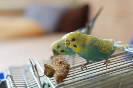 funny parrot.pet parrot.cute budgerigar.ornithology.love and care for animals.cage birds.funny birds.little bird.smart talking parrot.beautiful pet portrait.two parrots.parrots and birds.beautiful funny parrot.closeup portrait.pet shop.pet protection