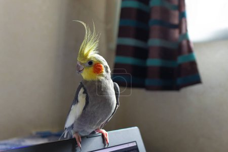 Beautiful photo of a bird. Ornithology.Funny parrot.Cockatiel parrot.Home pet yellow bird.Beautiful feathers.Love for animals.Cute cockatiel.Home pet parrot.A bird with a crest.Natural color.Birdie.