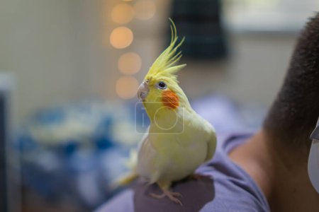 Photo for Yellow cockatiel parrot.Cute cockatiel.Home pet parrot.Beautiful photo of bird.Ornithology.Funny parrot.Cockatiel birdy.Home pet bird.Beautiful feathers.Love for animals.parrot sits on the shoulder.animal protection.pet shop.tamed parrot.friendship. - Royalty Free Image