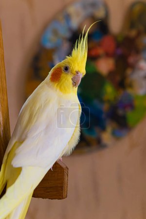 Photo for Yellow cockatiel parrot.Cute cockatiel.Home pet parrot.The best cockatiel.Beautiful photo of a bird.Ornithology.Funny parrot.Cockatiel parrot.Home pet yellow bird.Beautiful feathers.Love for animals - Royalty Free Image