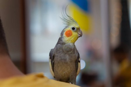 Beautiful photo of a bird. Ornithology.Funny parrot.Cockatiel parrot.Home pet yellow bird.Beautiful feathers.Love for animals.Cute cockatiel.Home pet parrot.A bird with a crest.Natural color.memes.parrot sits on the finger.playful pet.