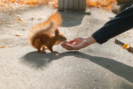 Téléchargez les photos : Écureuil mange de la main d'une personne.gentillesse d'une personne.nourrit l'écureuil.écureuil dans le parc.un écureuil mange une noix dans un parc d'automne.écureuil mange une noix de la main d'un homme.soin des animaux.animal - en image libre de droit