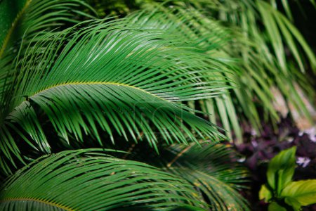 Photo for Palm leaf close up.green tropical leaves.green background with leaves.abstract background.wallpaper.background with leaves.palm tree.macro photo of leaves.botany.green garden.tropical forest.green. - Royalty Free Image