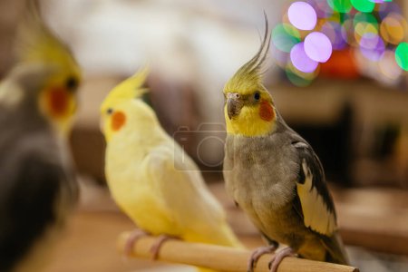 Foto de Hermosa foto de un pajario.Funny parrot.Cockatiel parrot.Home mascota amarillo bird.Beautiful feathers.Cute cockatiel.Home mascota parrot.A ave con una crest.Natural color.Birdie.The loro se ve en el espejo. - Imagen libre de derechos
