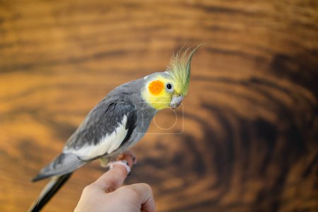 Photo for Yellow cockatiel parrot.Cute cockatiel.Home pet parrot.The best cockatiel.Beautiful photo of a bird.Ornithology.Funny parrot.Cockatiel parrot.Home pet yellow bird.Beautiful feathers.Love for animals - Royalty Free Image