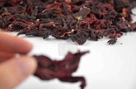 Foto de Flor de hibisco seca en una mano sobre un fondo de hibisco egipcio seco de té rojo (karkade) - Imagen libre de derechos