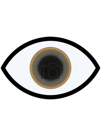 Icono de ojo gris y amarillo con un iris realista
