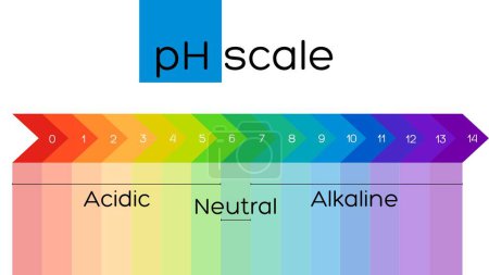 Photo for Multicolored pH scale on a white background - Royalty Free Image