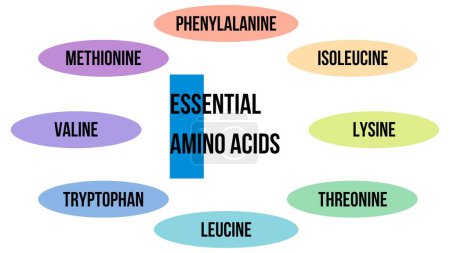 Tabla ilustrativa de aminoácidos esenciales sobre fondo blanco
