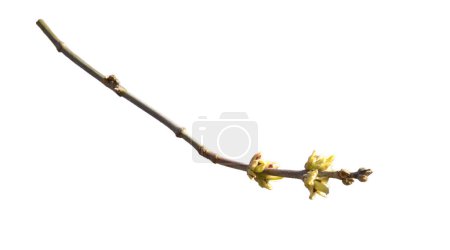 An early spring tree (bush) plant branch with buds isolated closeup