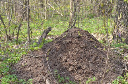 Téléchargez les photos : Une grande fourmilière sur une pelouse verte dans la forêt à l'ombre des arbres - en image libre de droit
