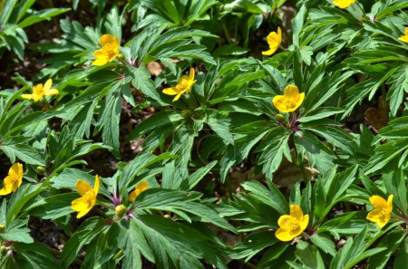 Anemone ranunculoides Wiese mit gelben Waldwildblumen, Nahaufnahme