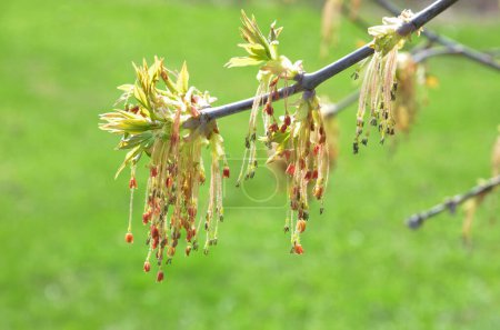 Buchsbaumahorn (acer negundo) Blumen (blühen, blühen) auf grünem Gras (Rasen) Hintergrund, Nahaufnahme (Makro)