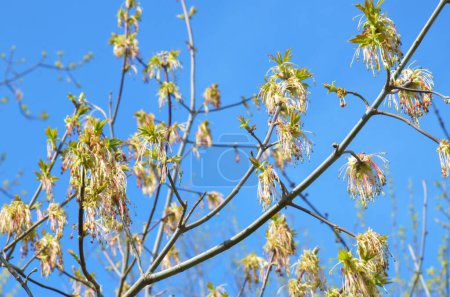 Buchsbaumahorn (acer negundo) Blumen (blühen, blühen) auf blauem Himmel Hintergrund, Nahaufnahme