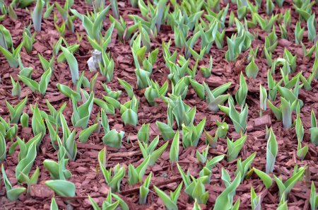 Green young tulip leaves without flowers in a flowerbed full of brown chopped tree bark (background)