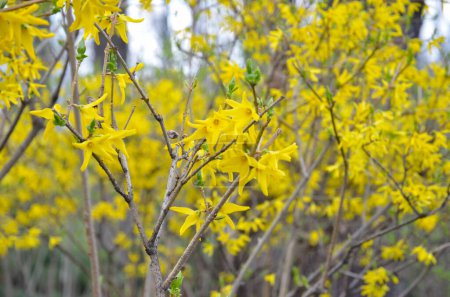 Forsythia europaea (intermedia, viridissima) flores amarillas (flor, flor) en un primer plano de ramas (arbusto)