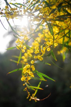 Foto de Primer plano de la floreciente Acacia saligna amarilla al atardecer con un fondo borroso. Chipre - Imagen libre de derechos