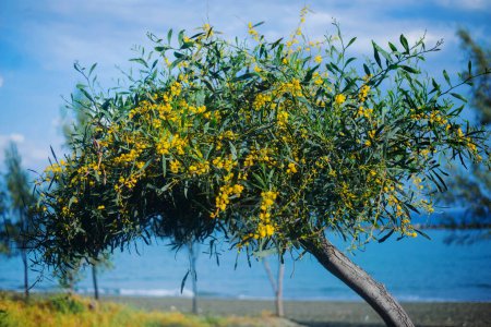 Foto de Flor amarilla Acacia saligna con el mar en el fondo. Chipre - Imagen libre de derechos