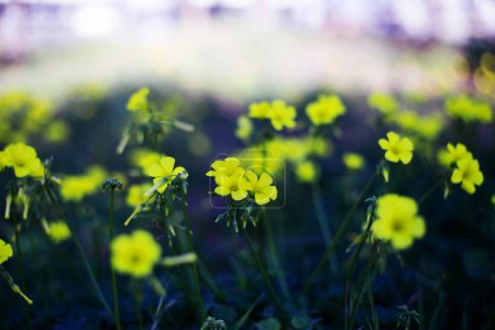 Téléchargez les photos : Gros plan de belles fleurs jaunes printanières et de l'herbe avec un fond flou. Chypre - en image libre de droit