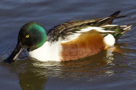 Photo for This photograph captures a beautiful Northern Shoveler (Male) paddling about on a winter morning. The male's large spoon-shaped bill and its bright white chest, rusty sides, and green head are quite striking. - Royalty Free Image