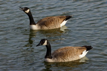 Photo for This photograph captures a beautiful Canada Geese pair on a winter morning.  Canada Geese are large wild geese with a black head and neck, white cheeks, white under its chin, and a brown body.  They're found across temperate regions of North America. - Royalty Free Image