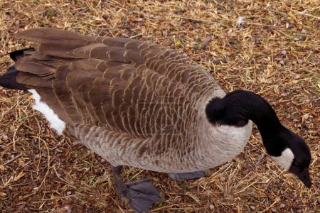 Photo for This photograph captures a beautiful Canada Goose on a winter morning.  Canada Geese are large wild geese with a black head and neck, white cheeks, white under its chin, and a brown body.  They're found across temperate regions of North America. - Royalty Free Image