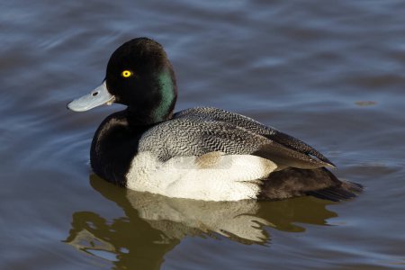 Photo for This photograph captures a beautiful Greater Scaup (Male) paddling about on a winter morning.  Males have black breast, medium gray back, white sides and yellow eyes. Their head appears black with a greenish sheen in good lighting, never purplish. - Royalty Free Image