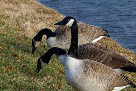 Photo for This photograph captures a beautiful Canada Geese trio on a winter morning.  Canada Geese are large wild geese with a black head and neck, white cheeks, white under its chin, and a brown body.  They're found across temperate regions of North America. - Royalty Free Image